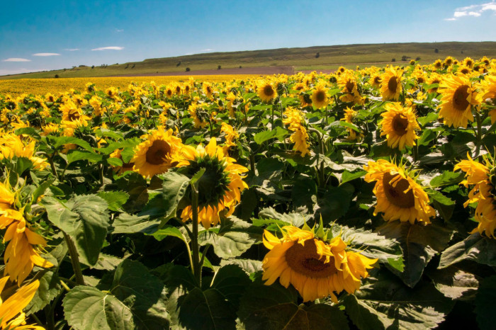 Maiden Castle Farm image from Dorset Sunflower Trail